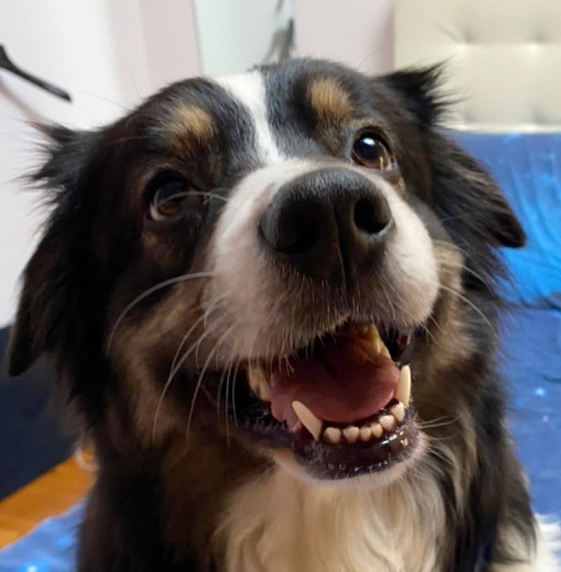 Dil And Dog Centro Benessere per Animali - Foto 3