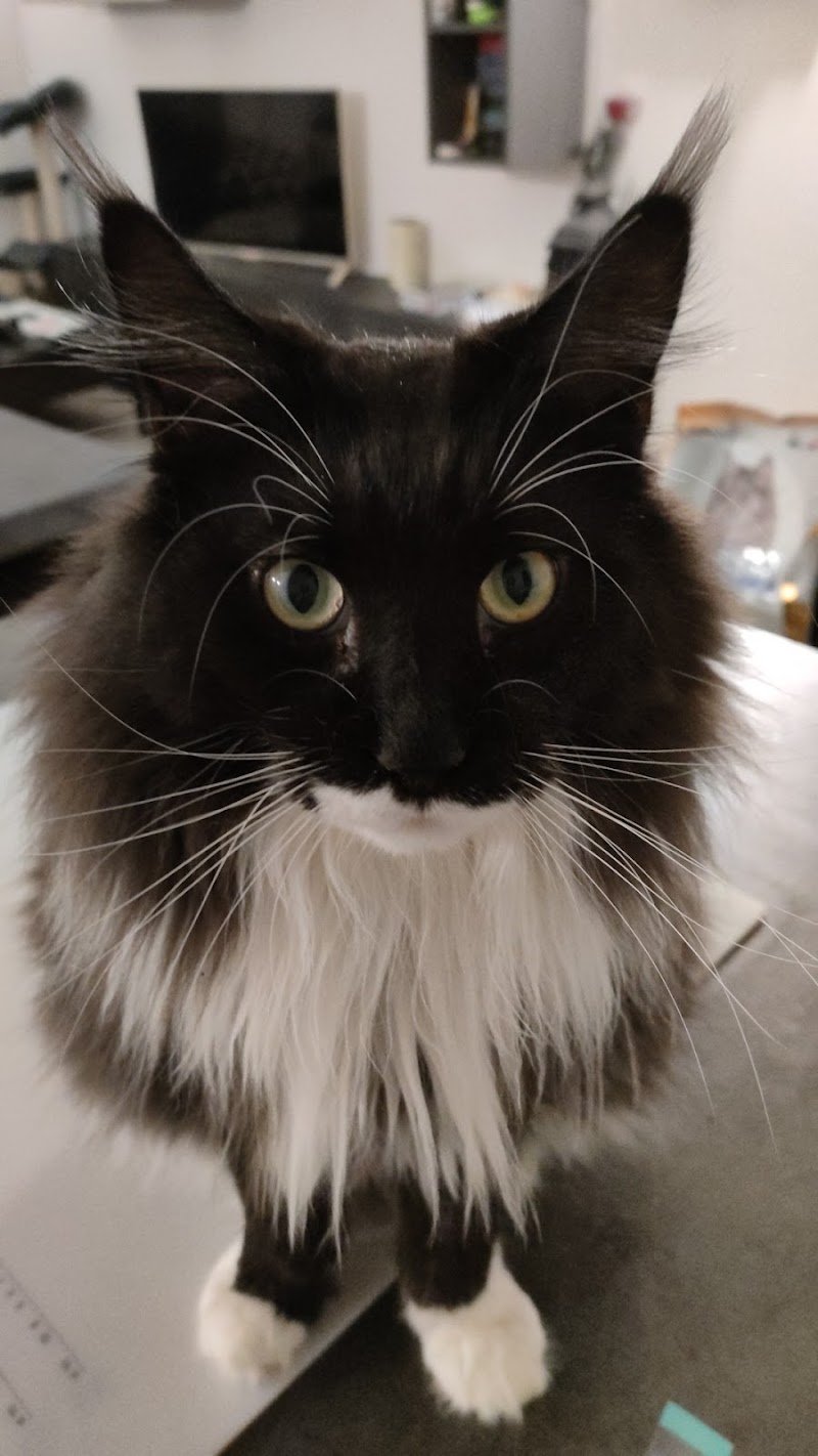 Dil And Dog Centro Benessere per Animali - Foto 4