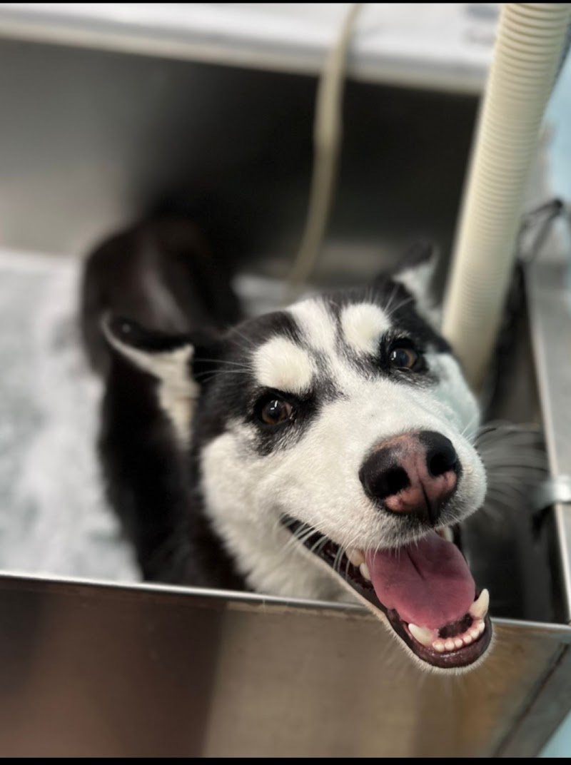 Dil And Dog Centro Benessere per Animali - Foto 5