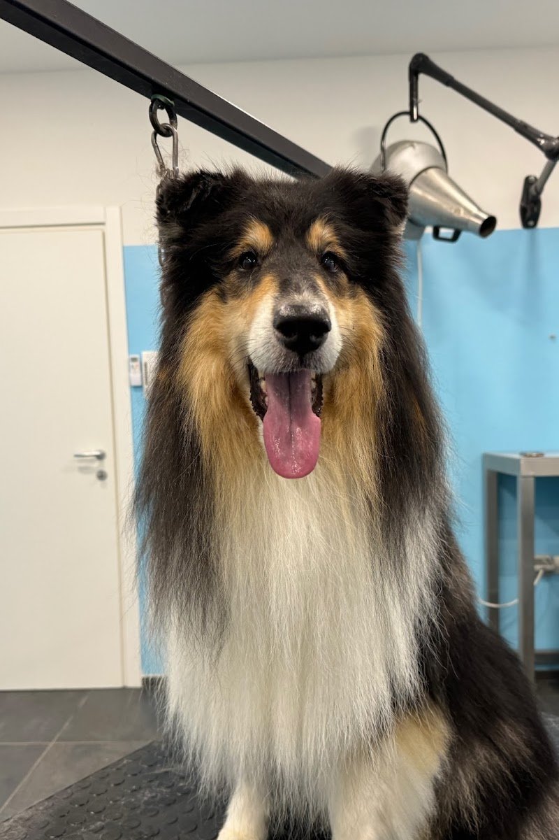 Dil And Dog Centro Benessere per Animali - Foto 6