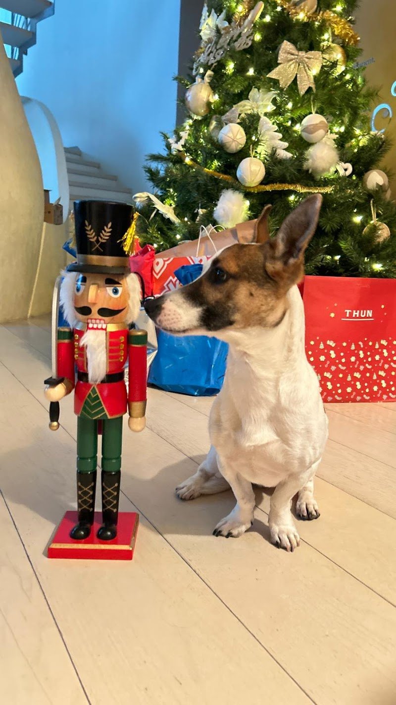 Dog and Dog - by Robinson Pet Shop - Foto 1