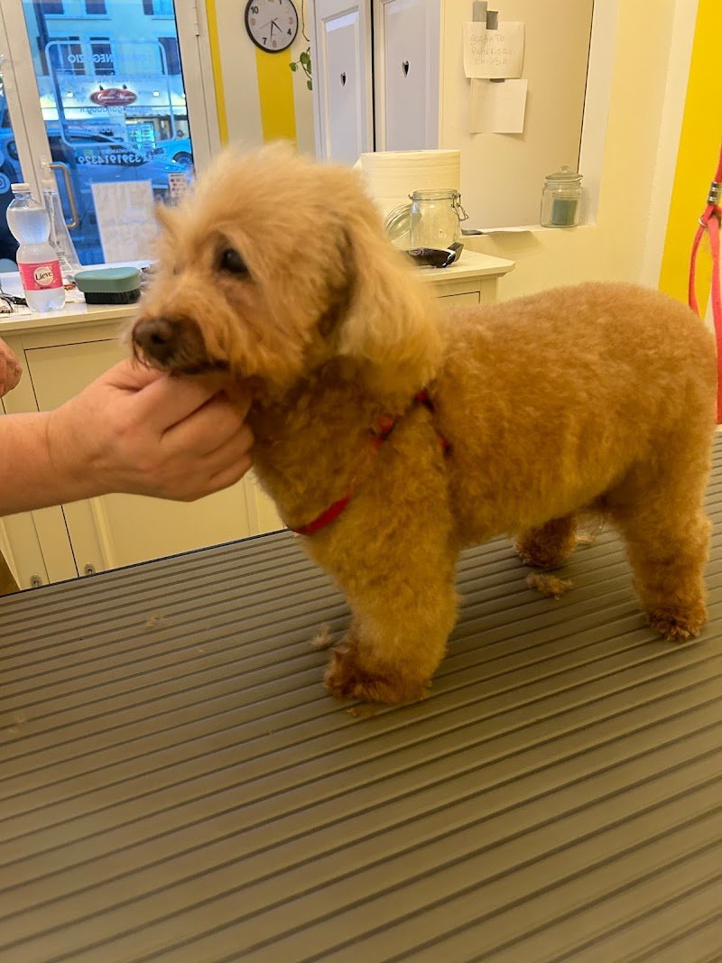 Dog and Dog - by Robinson Pet Shop - Foto 2