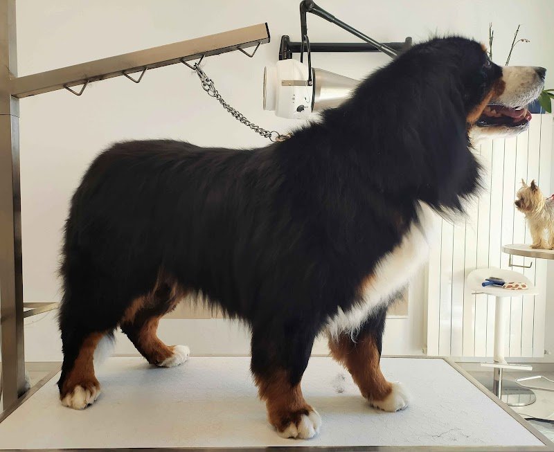 Dog Art Toelettatura & SPA - Foto 2