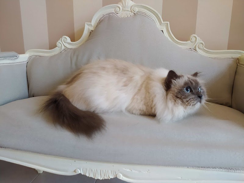 Dog Art Toelettatura & SPA - Foto 3