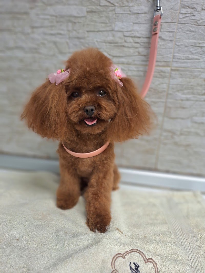 Dog Art Toelettatura & SPA - Foto 4