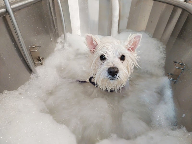 Dog Art Toelettatura & SPA - Foto 5