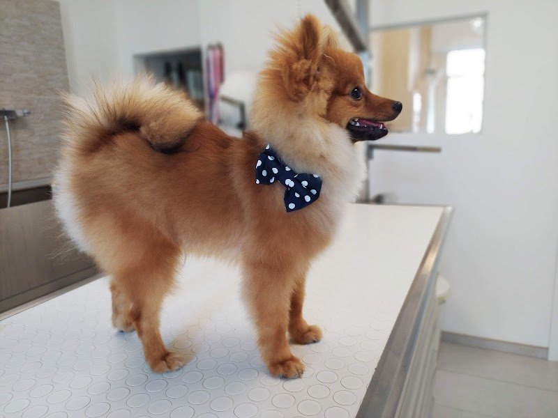 Dog Art Toelettatura & SPA - Foto 6