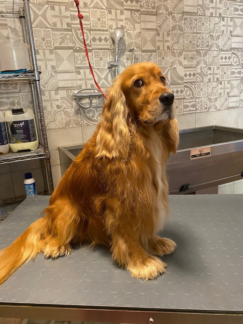 Dog Beauty Lab - Toelettatura & Spa - Foto 1