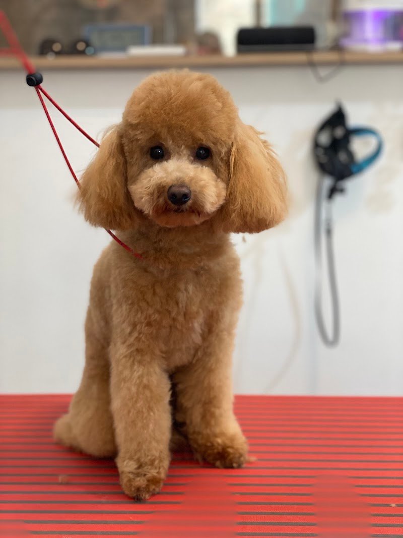 Dog Beauty Lab - Toelettatura & Spa - Foto 2