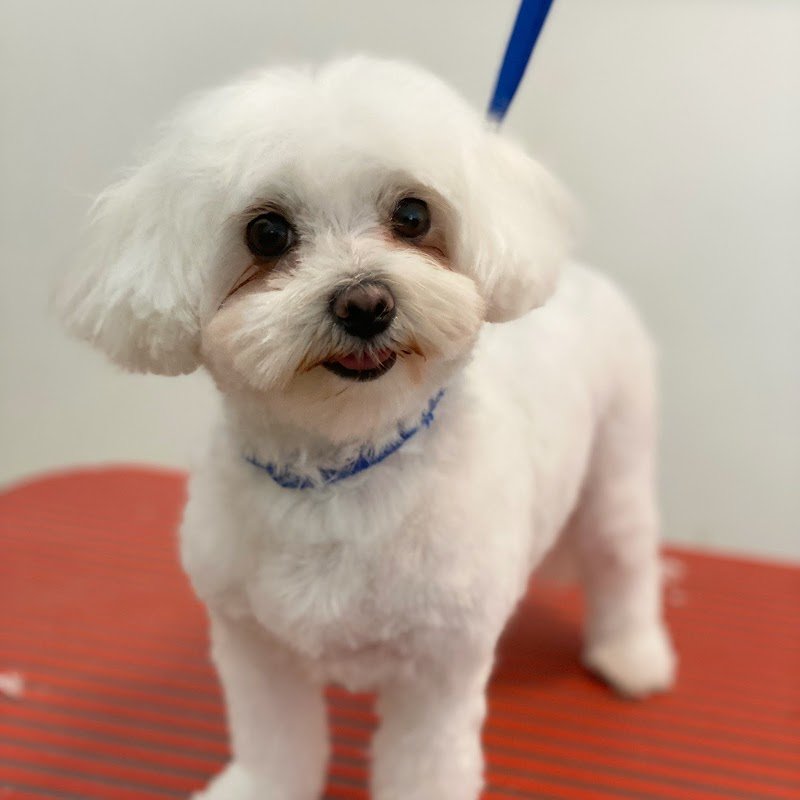 Dog Beauty Lab - Toelettatura & Spa - Foto 3