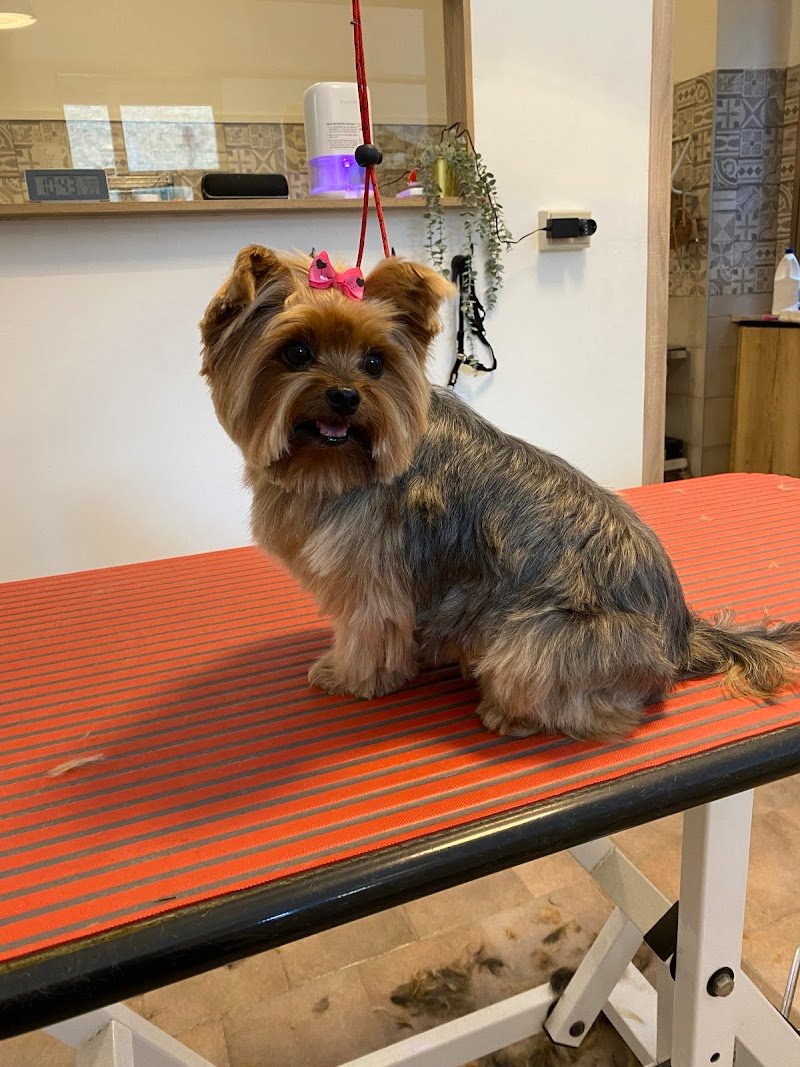 Dog Beauty Lab - Toelettatura & Spa - Foto 4