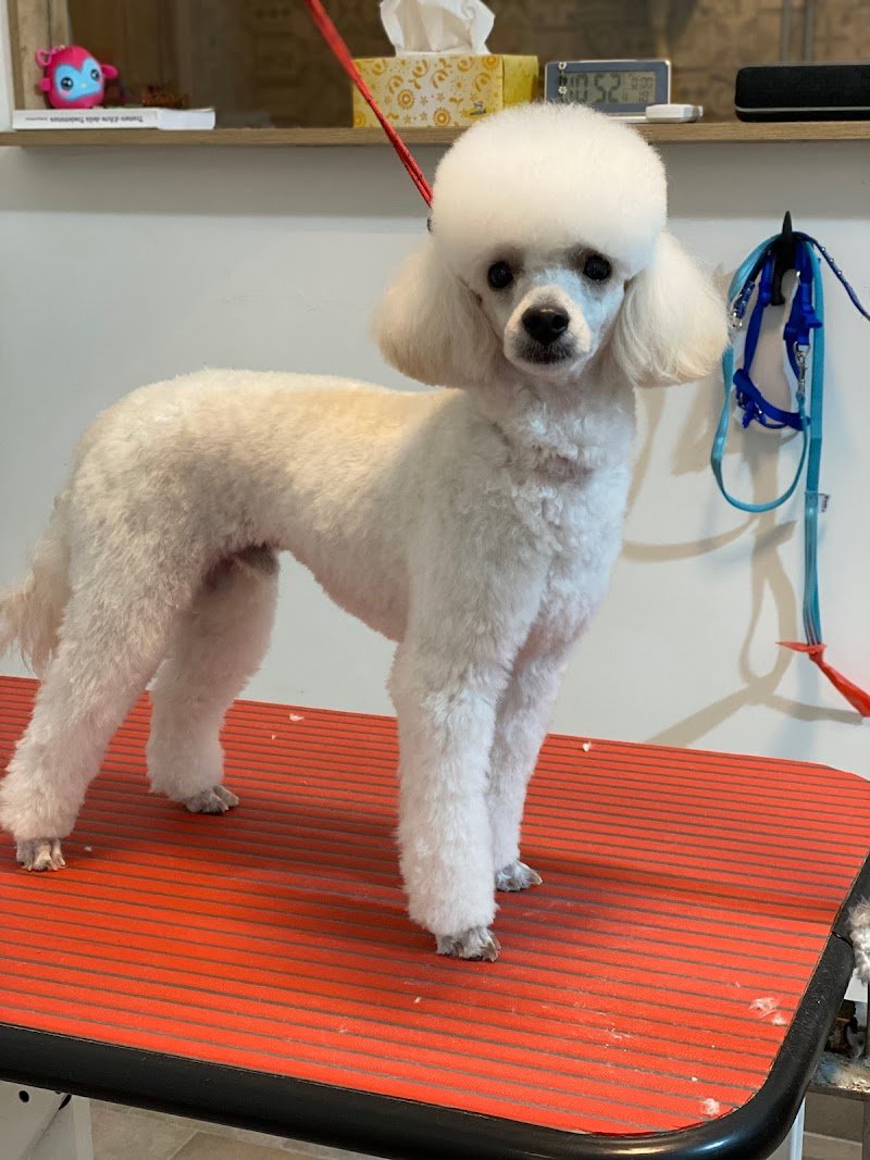 Dog Beauty Lab - Toelettatura & Spa - Foto 5