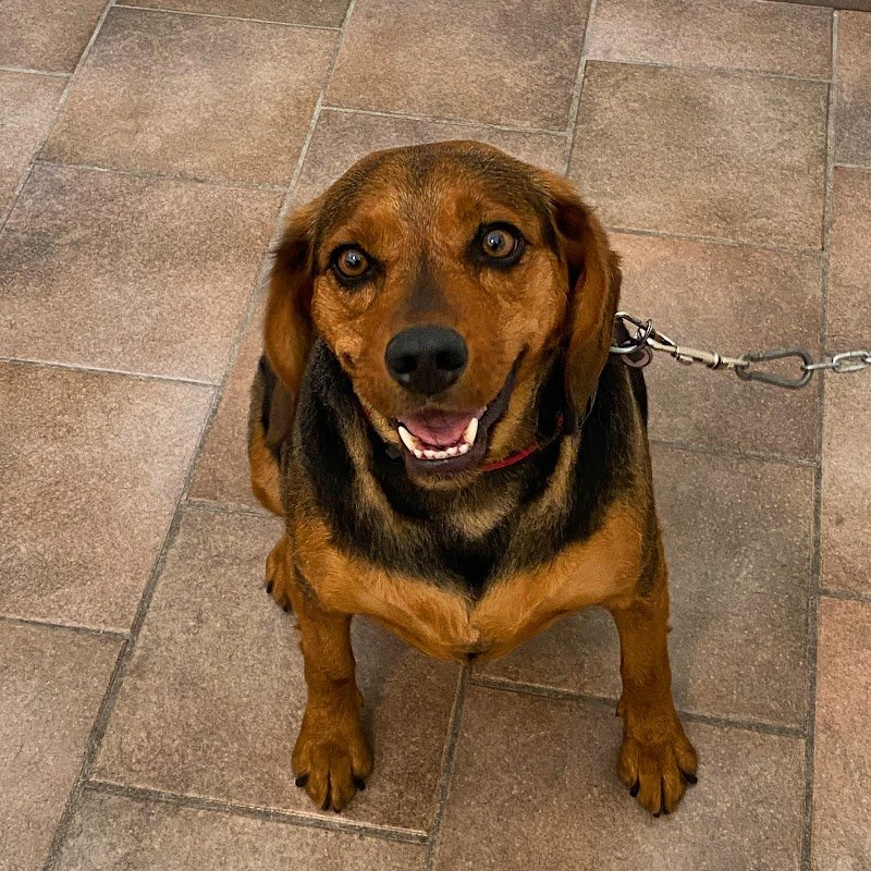 Dog Beauty Lab - Toelettatura & Spa - Foto 6