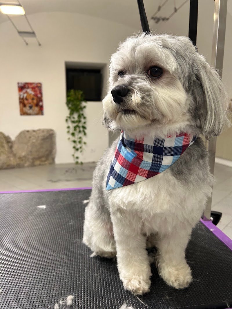 Dog Beauty & Spa - Foto 3