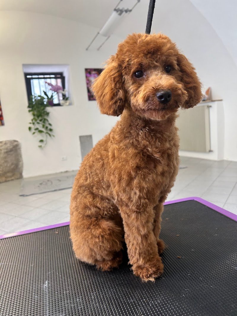 Dog Beauty & Spa - Foto 4