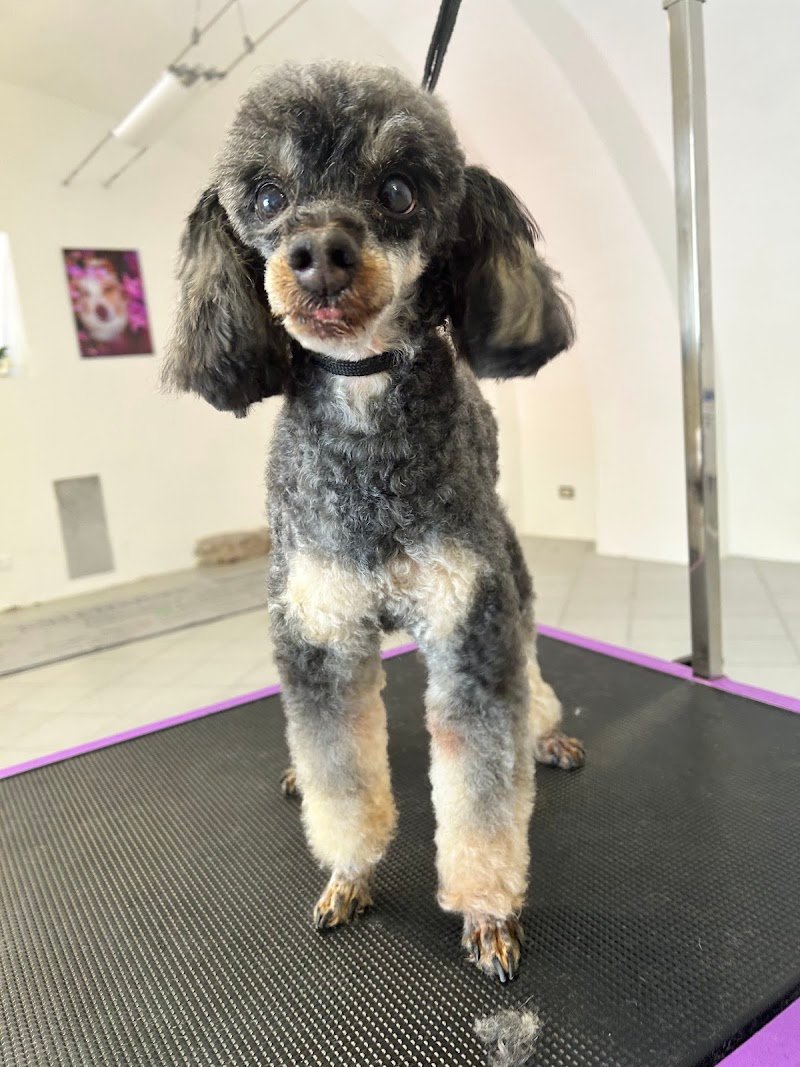 Dog Beauty & Spa - Foto 5