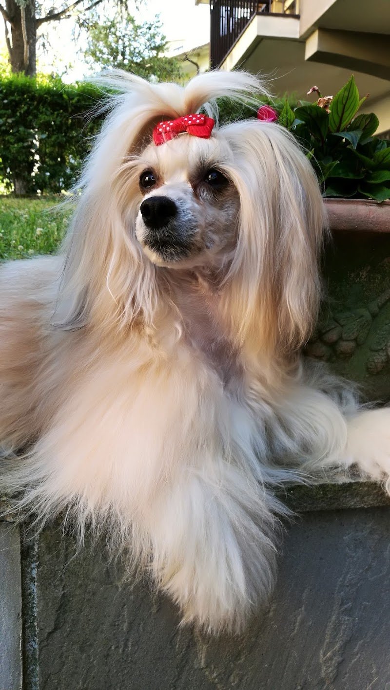 Dog & Cat Market - Foto 5