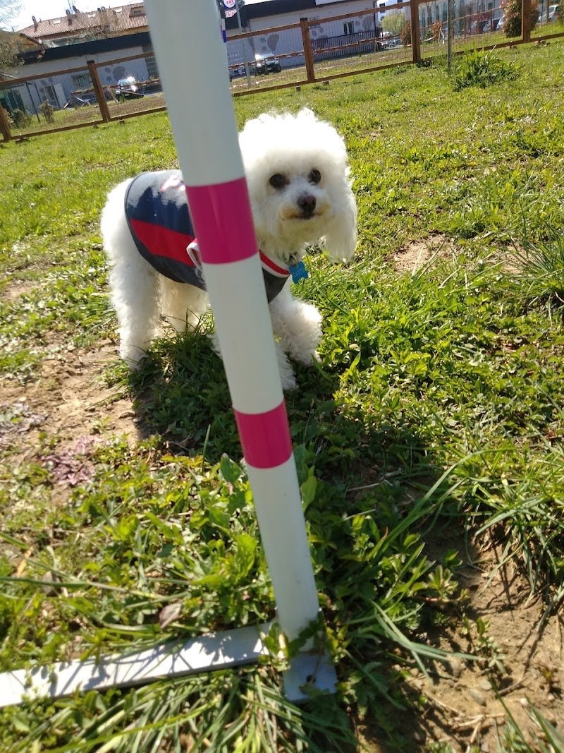 Dog & Cat Market - Foto 6