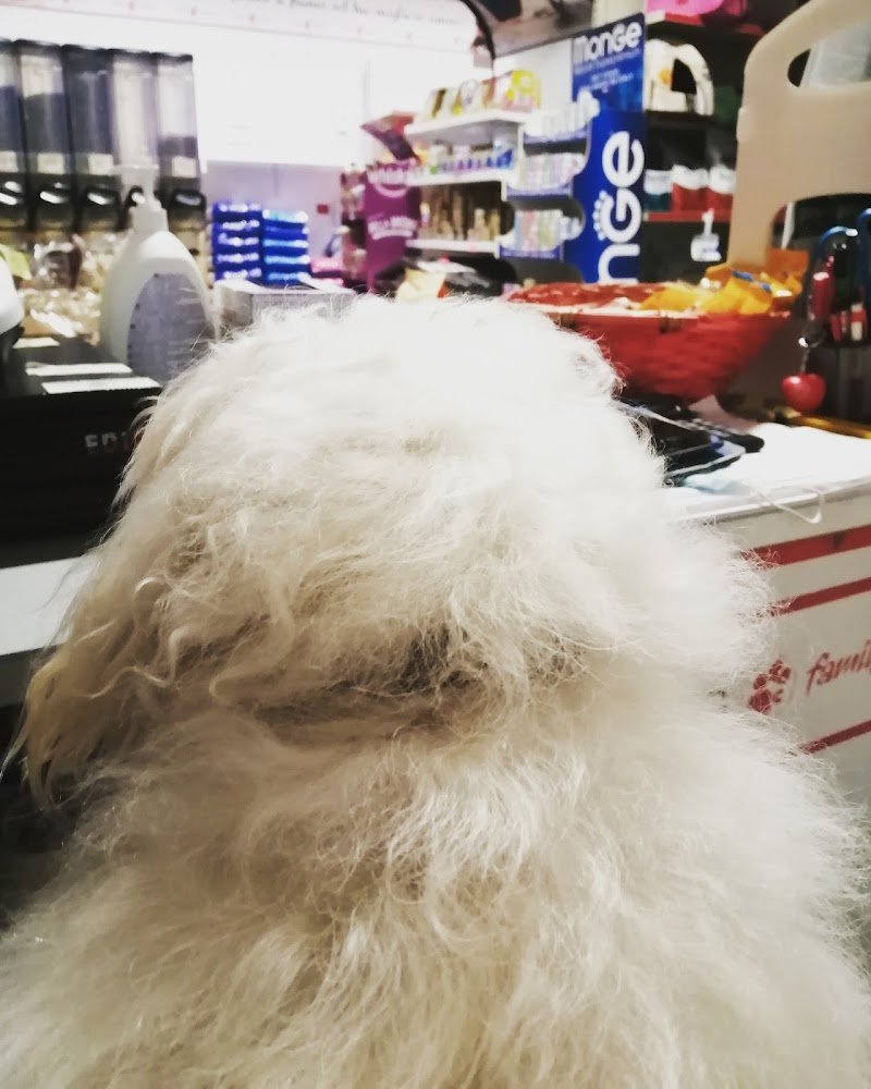 Dog Family pet store - Foto 2