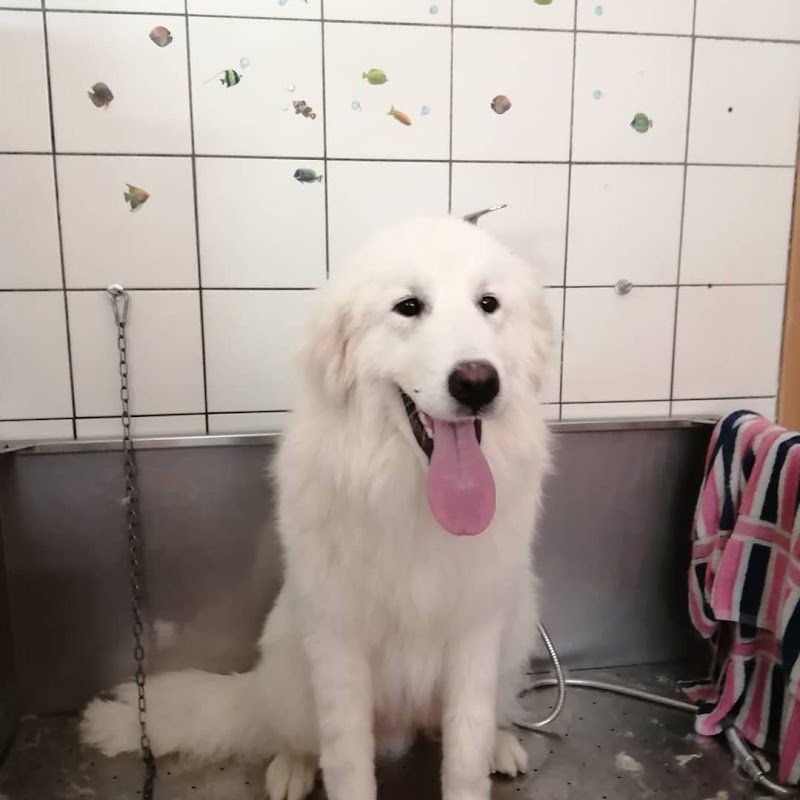 Dog Family pet store - Foto 5