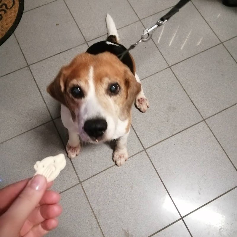 Dog Family pet store - Foto 6