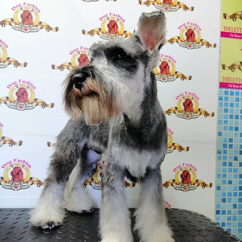 Dog Fashion - Foto 1