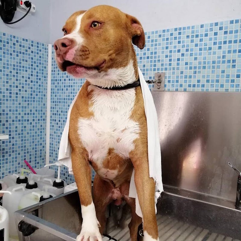 Dog Fashion - Foto 2