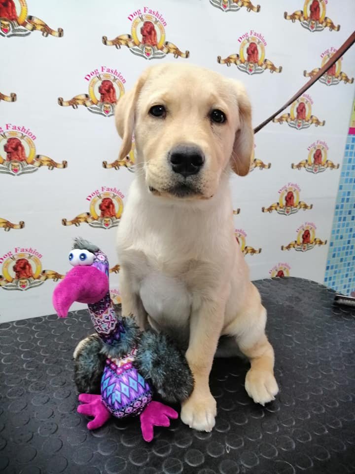 Dog Fashion - Foto 3