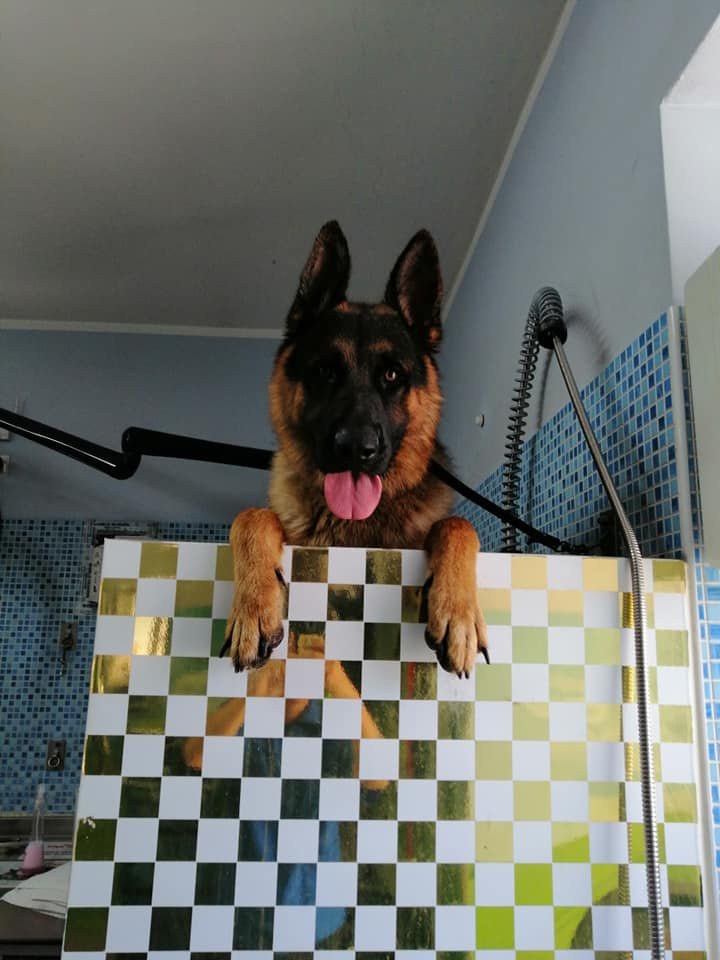 Dog Fashion - Foto 6