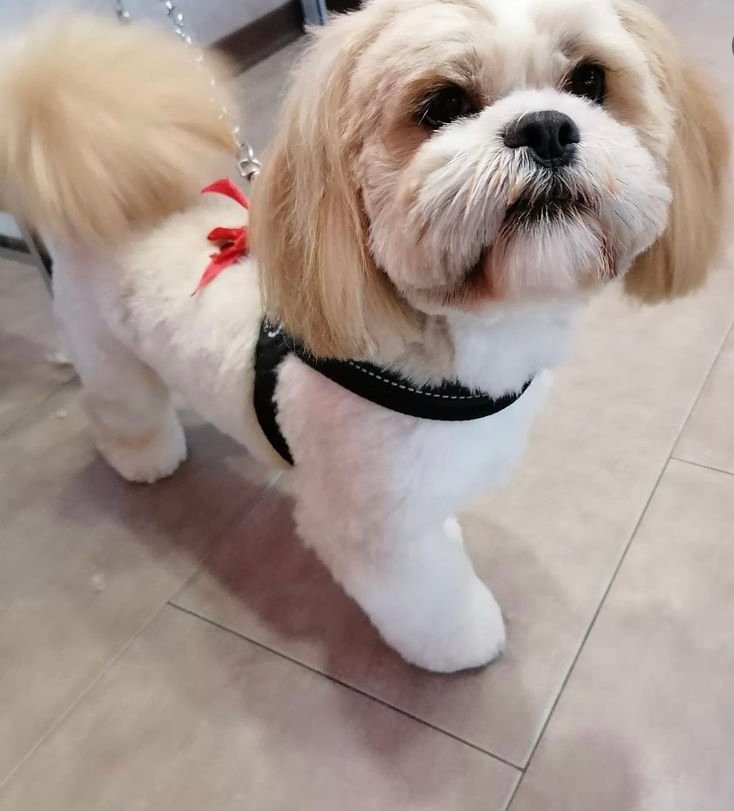 Dog Fashion Star toelettatura per cani ed animali - Foto 2