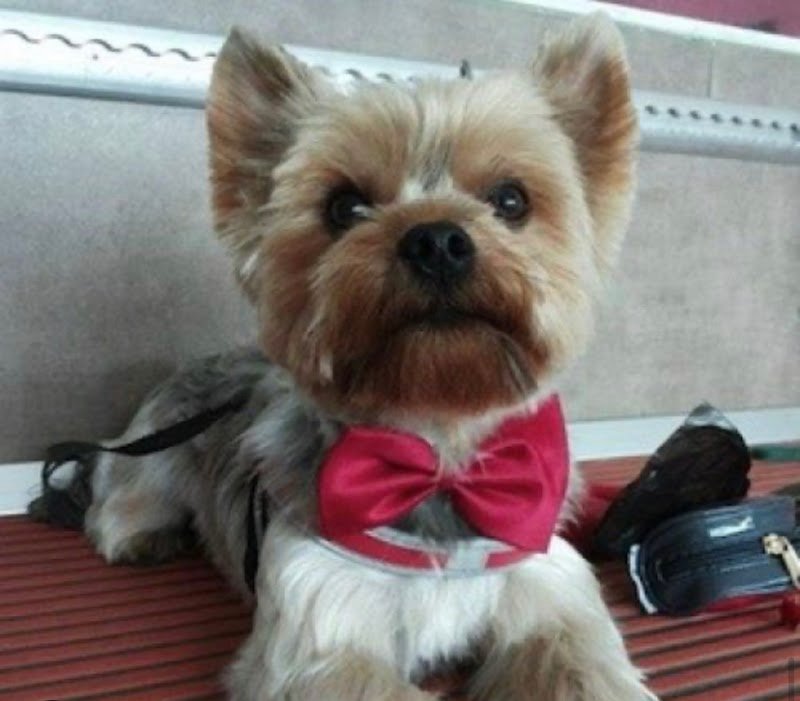Dog Fashion Star toelettatura per cani ed animali - Foto 3