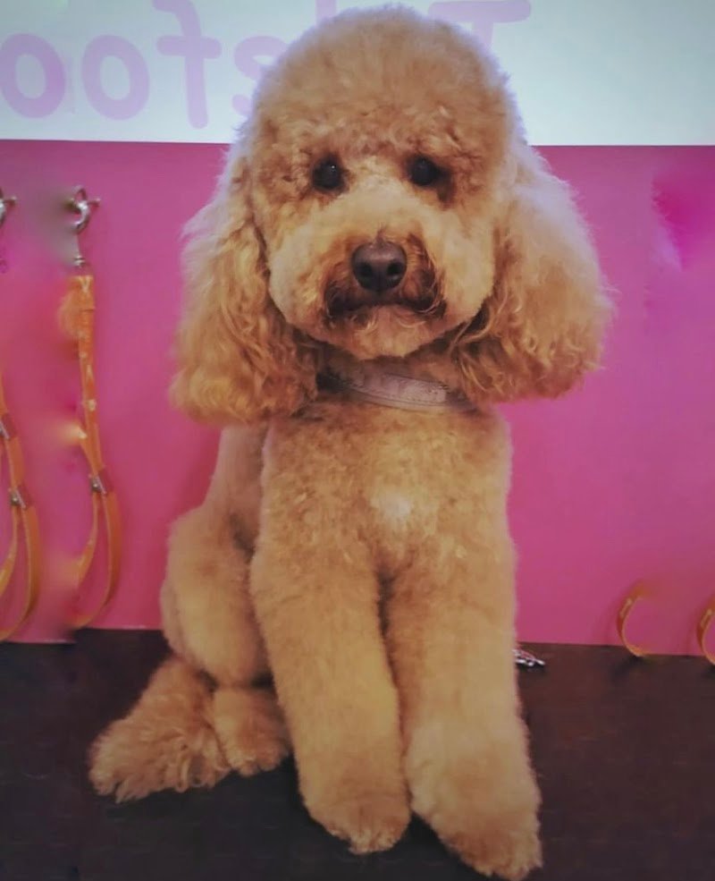 Dog Fashion Star toelettatura per cani ed animali - Foto 4