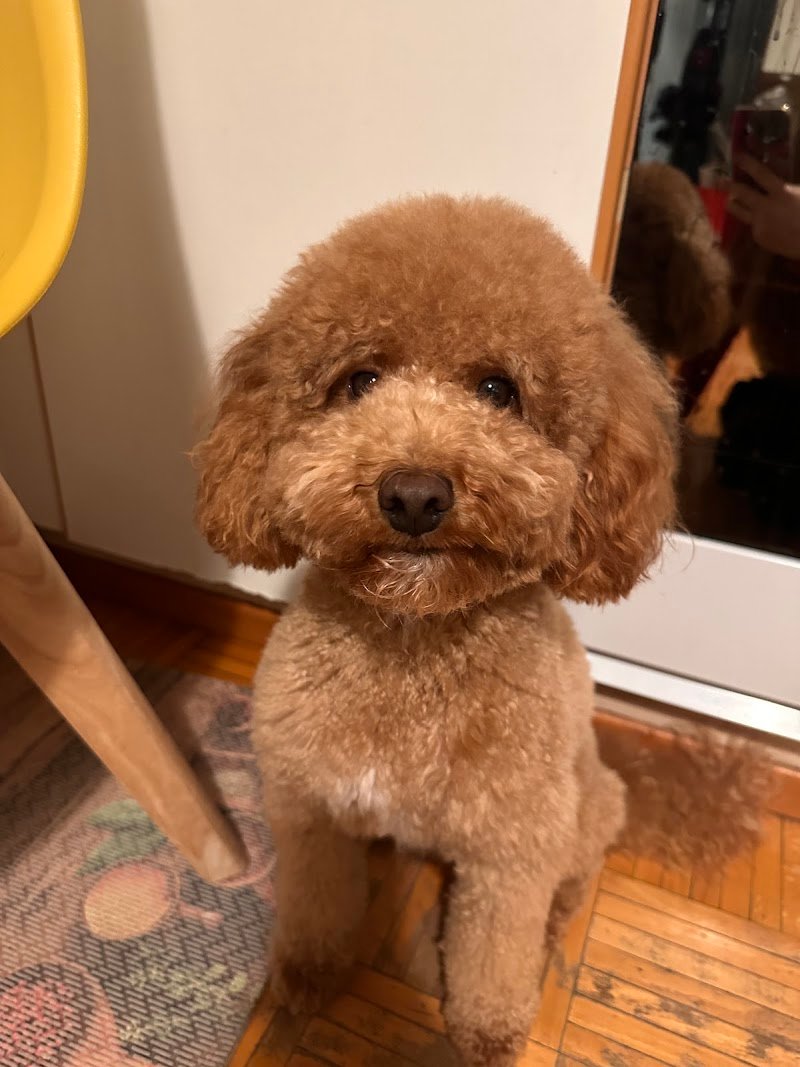 Dog Fashion Star toelettatura per cani ed animali - Foto 6