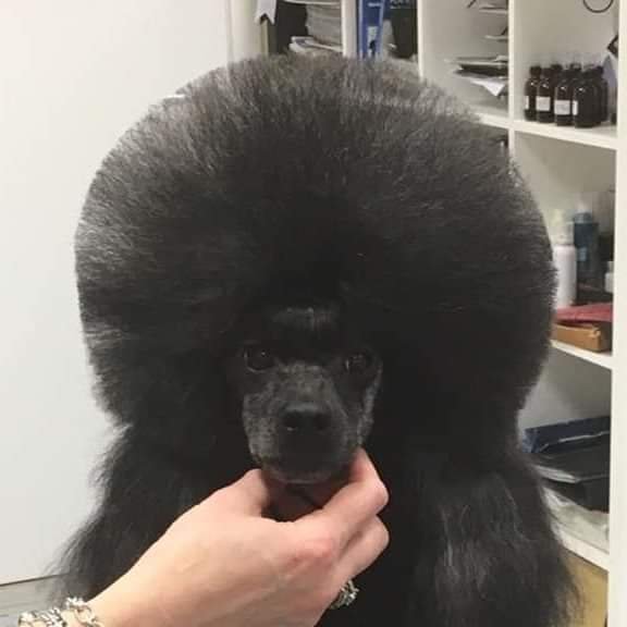 Dog Grooming Salon - Foto 1