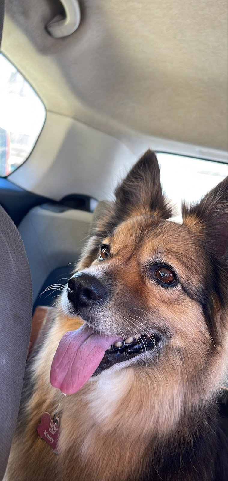 Dog House Benevento - Foto 5