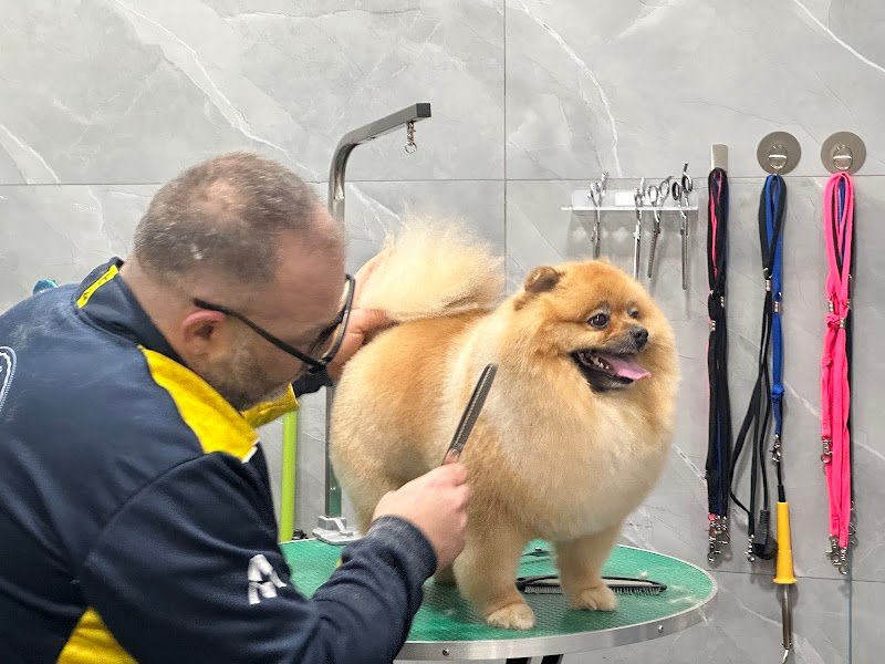 Dog House - Tolettatura - Foto 1