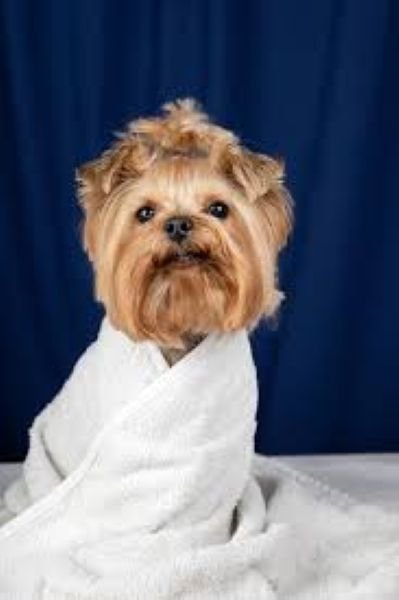 Dog House - Tolettatura - Foto 2