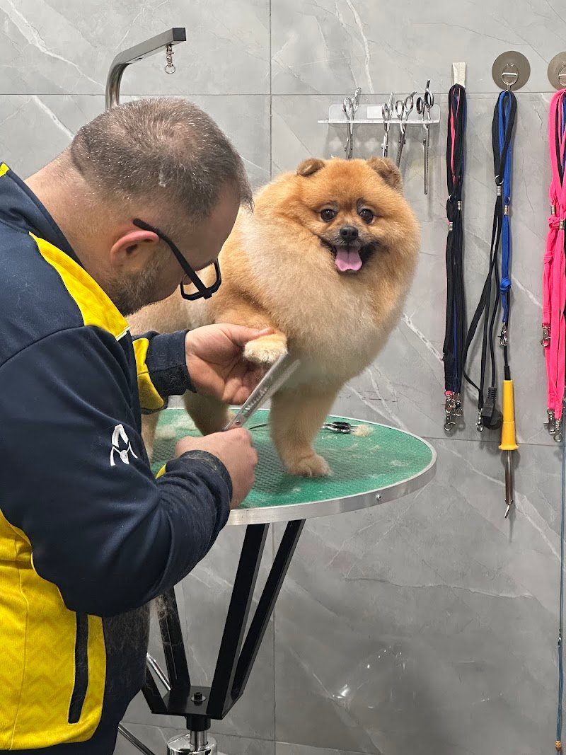 Dog House - Tolettatura - Foto 4