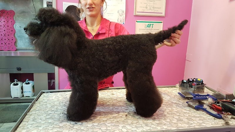 Dog in the city - Foto 1