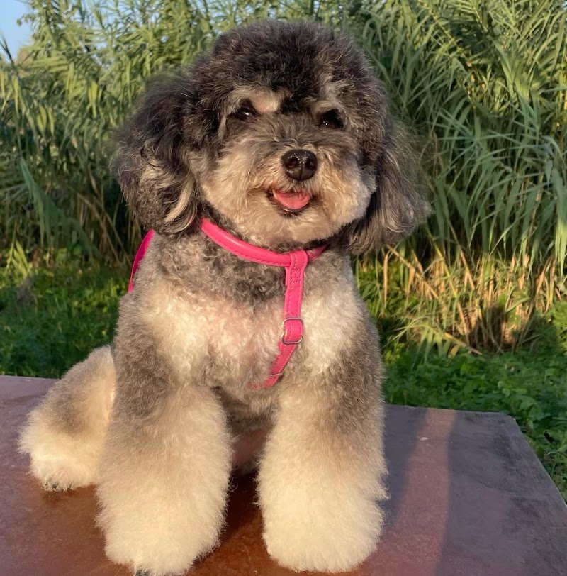 Dog in the city - Foto 2