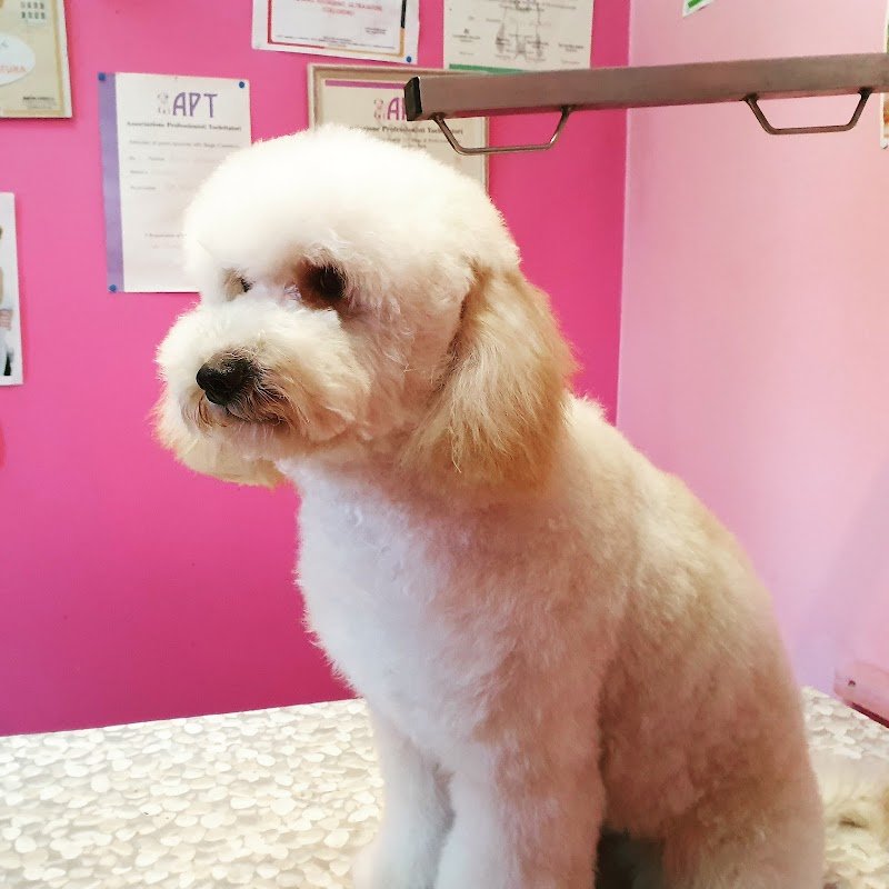 Dog in the city - Foto 4