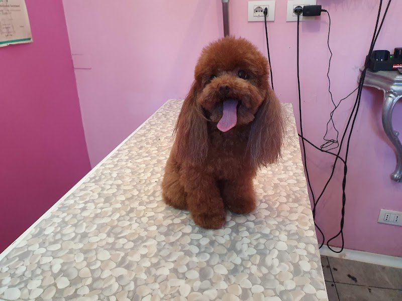 Dog in the city - Foto 5