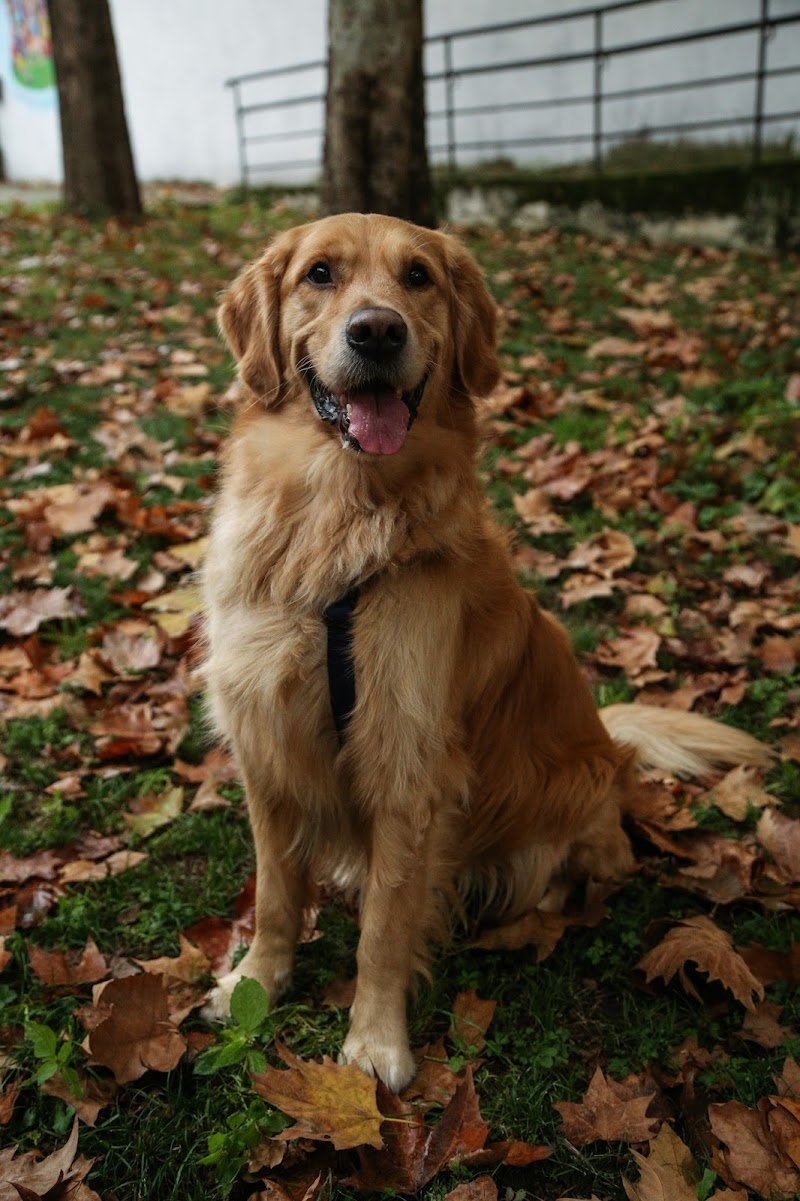 Dog in the city - Foto 6