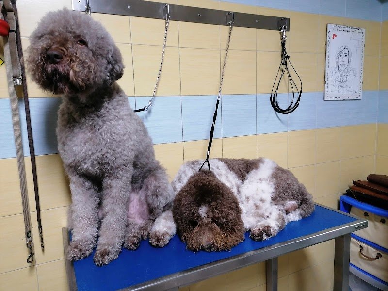 Dog In Toelettatura Di Panattoni Cinzia - Foto 2