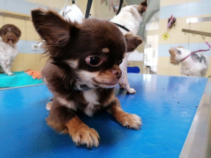 Dog In Toelettatura Di Panattoni Cinzia - Foto 4