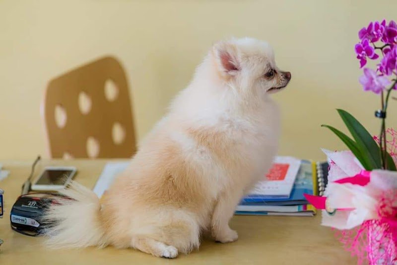 Dog In Toelettatura Di Panattoni Cinzia - Foto 5