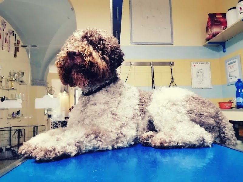 Dog In Toelettatura Di Panattoni Cinzia - Foto 6