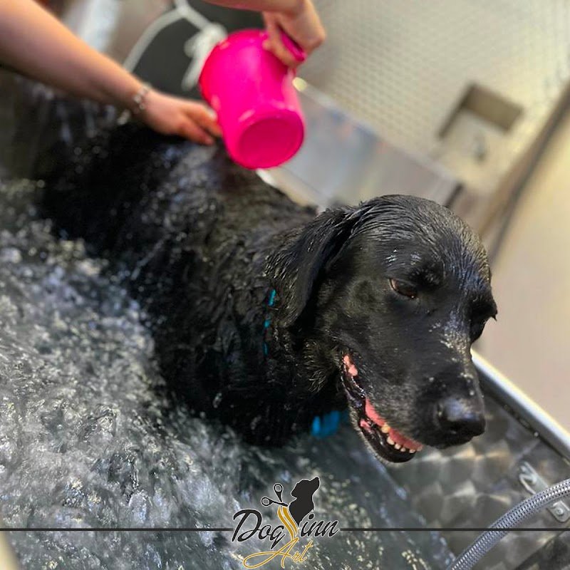 DOG INN ART - Toelettatura per cani e gatti - Educazione Cinofila - Scuola di toelettatura - Formazione Cinofila - Foto 3