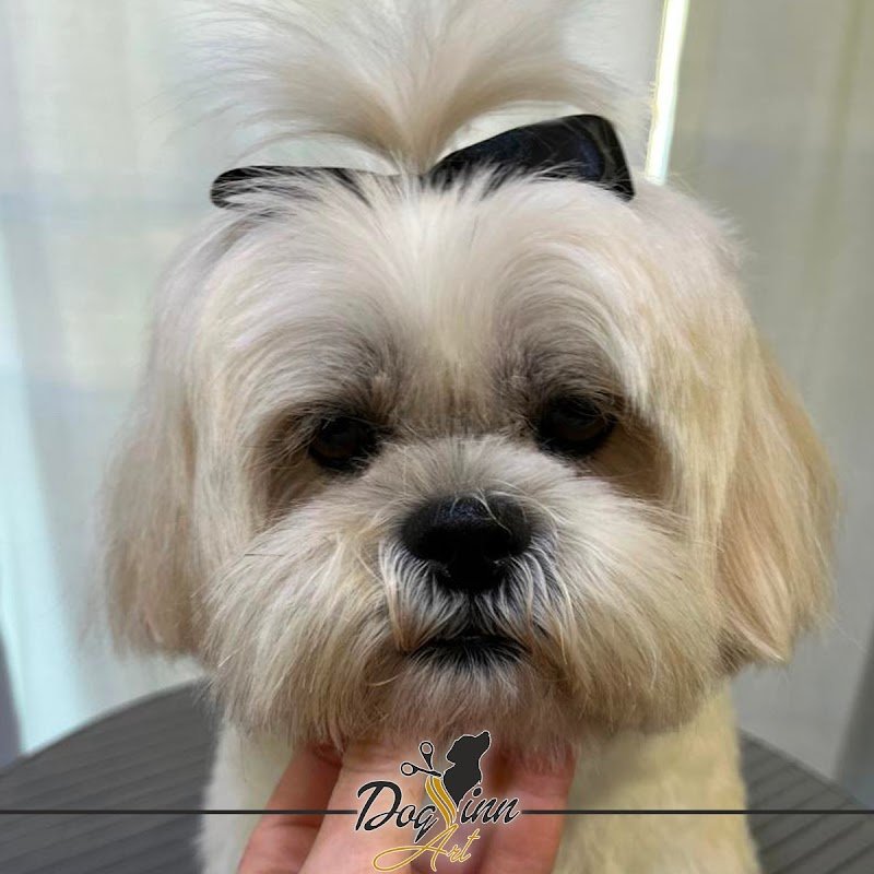 DOG INN ART - Toelettatura per cani e gatti - Educazione Cinofila - Scuola di toelettatura - Formazione Cinofila - Foto 4