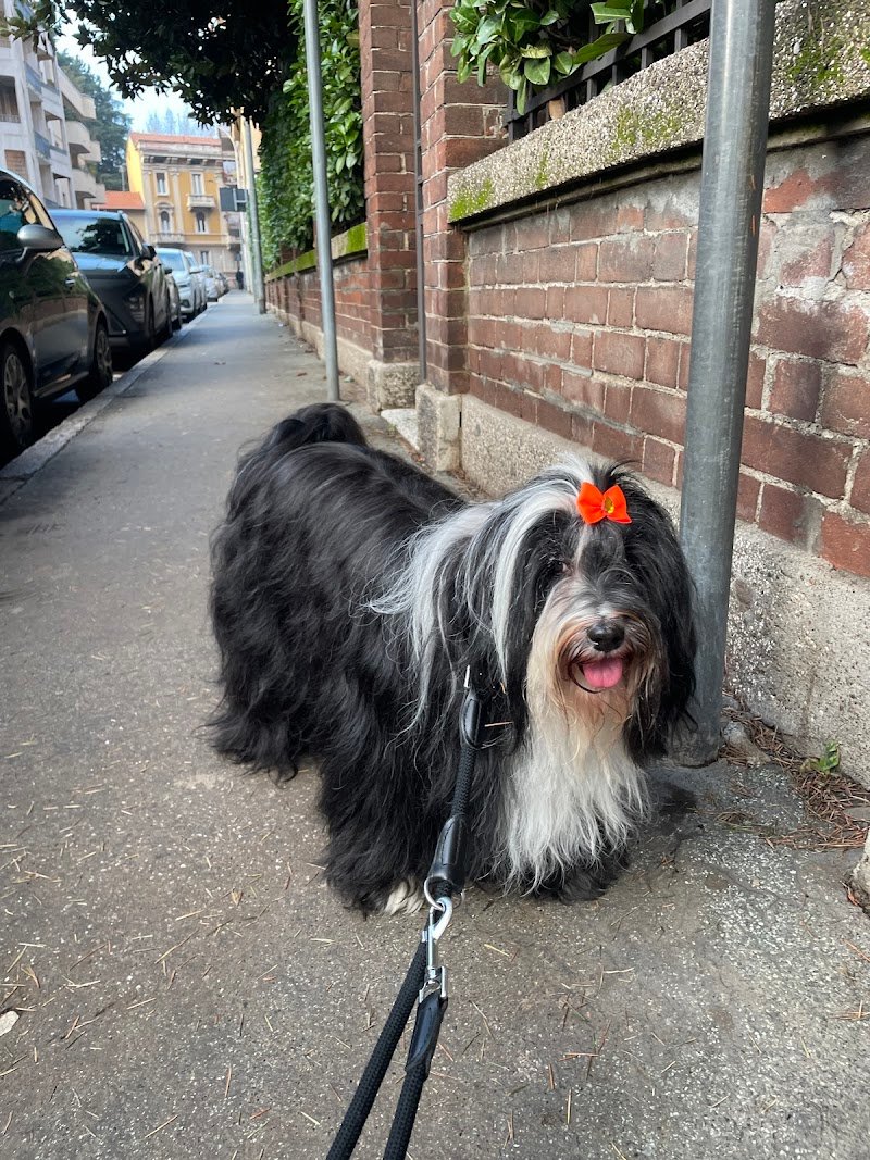DOG INN ART - Toelettatura per cani e gatti - Educazione Cinofila - Scuola di toelettatura - Formazione Cinofila - Foto 5